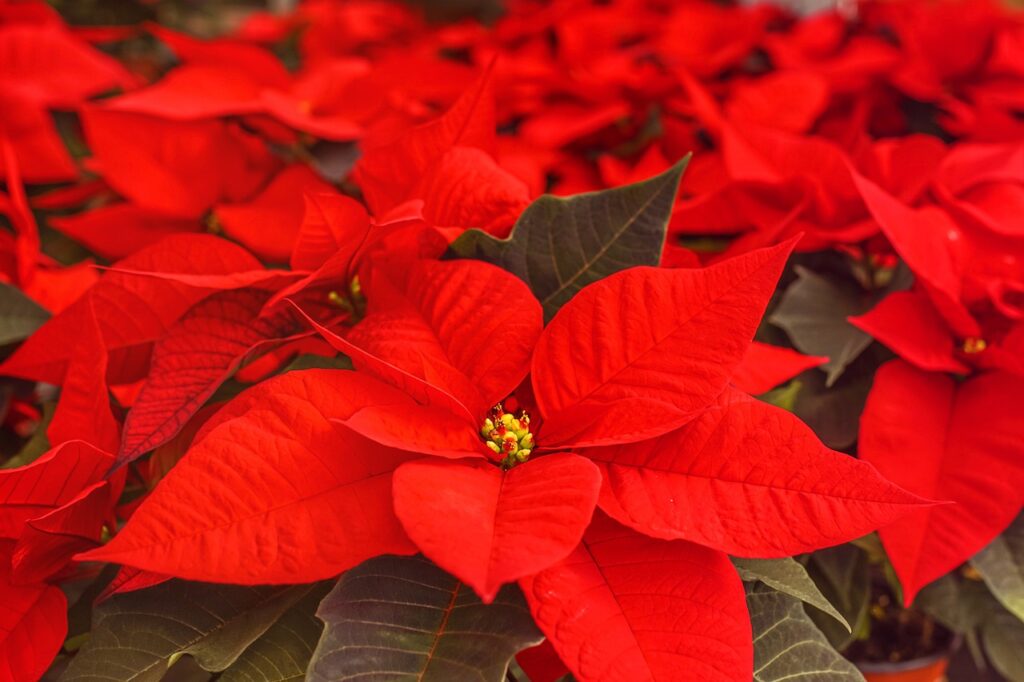 poinsettia, adventsstern, christmas star