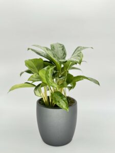 Aglaonema Silver Bay