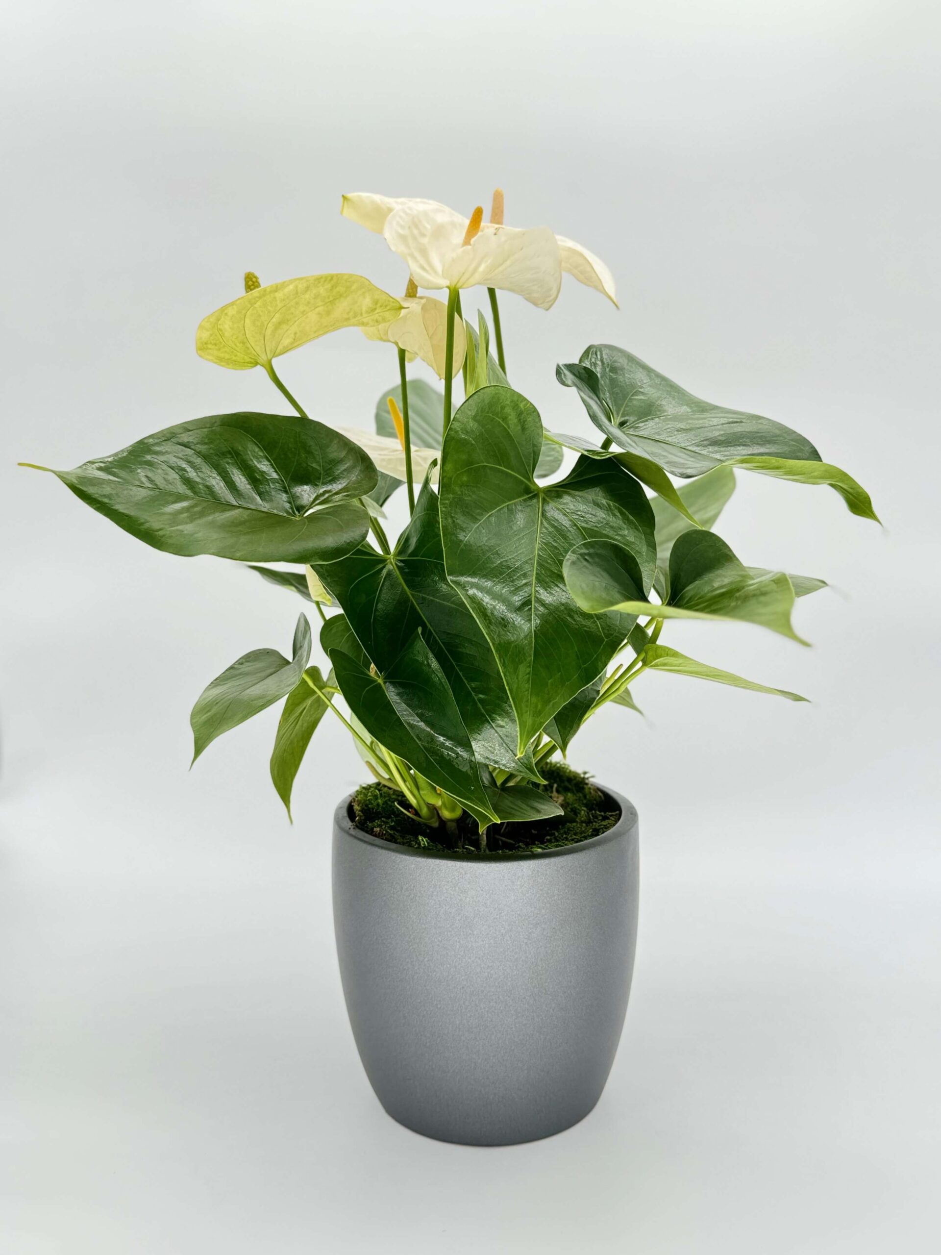 Anthurium Plant