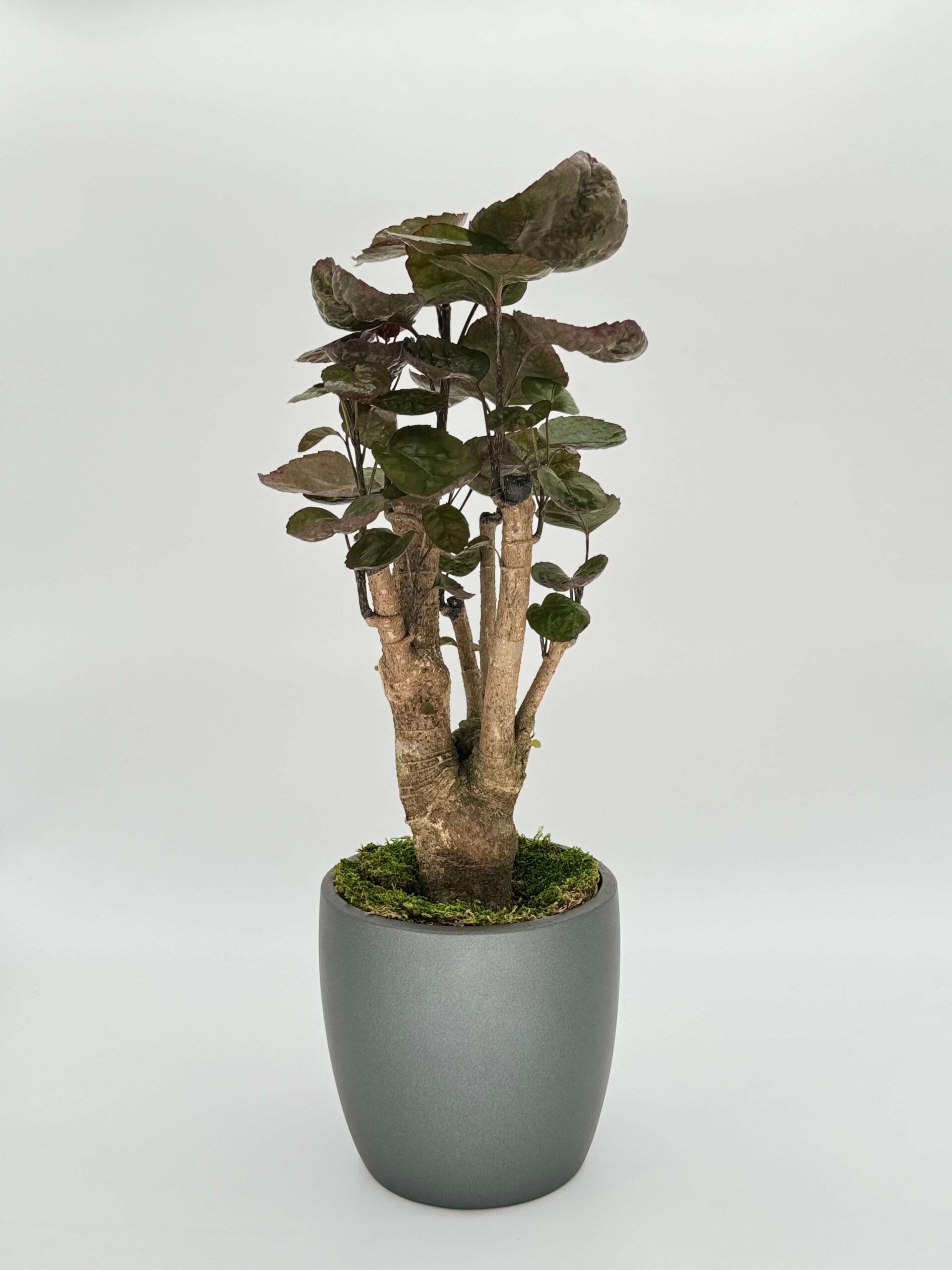 Aralia Fabian Stump Plant