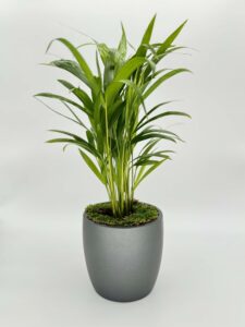 Areca Palm Plant