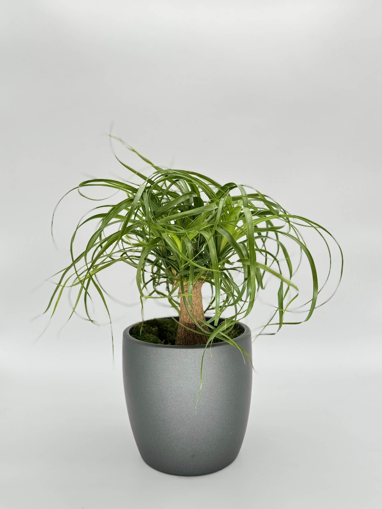 Beaucarnea Recurvata – The Greenery Design