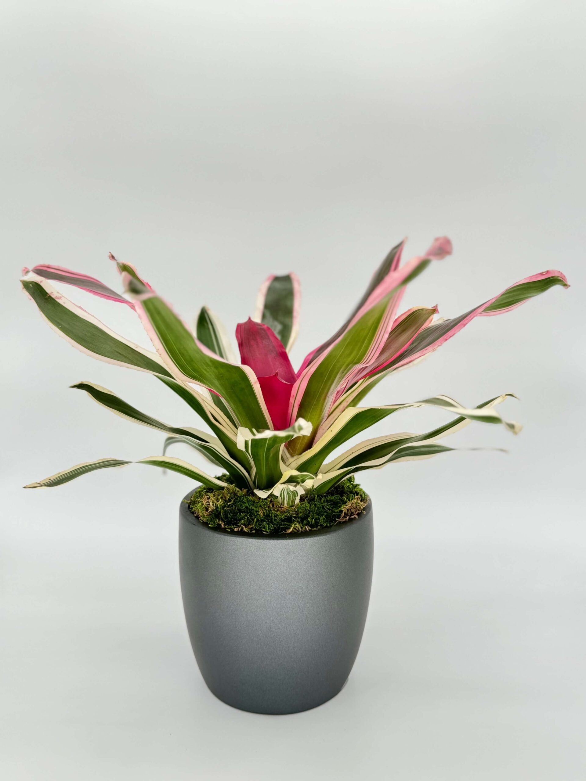 Bromeliad Neoregelia Franca Plant