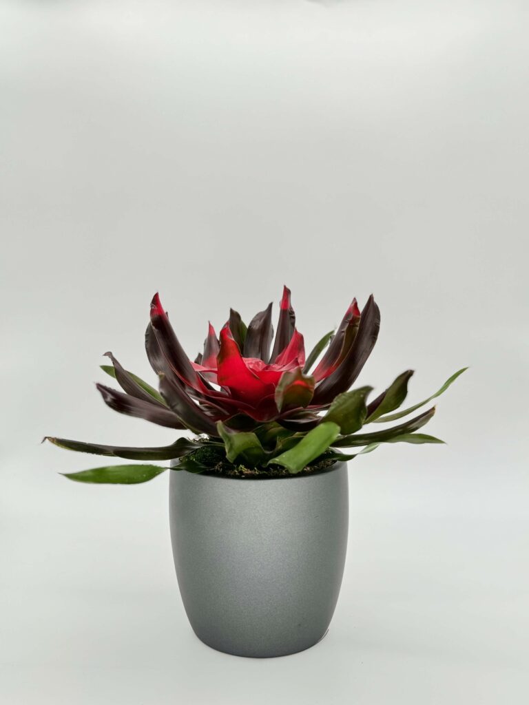 Bromeliad Neoregelia Medusa Plant