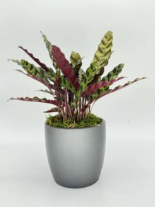 Calathea Lancifolia Plant