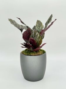 Calathea Ornata Plant