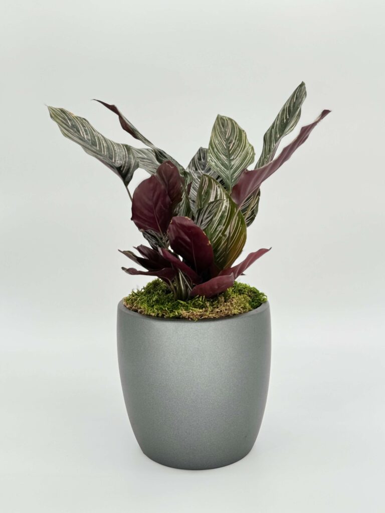 Calathea Ornata Plant