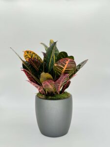 Croton Petra Plant