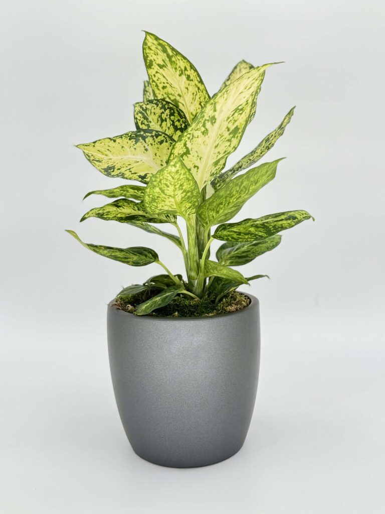 Dieffenbachia Amy Plant