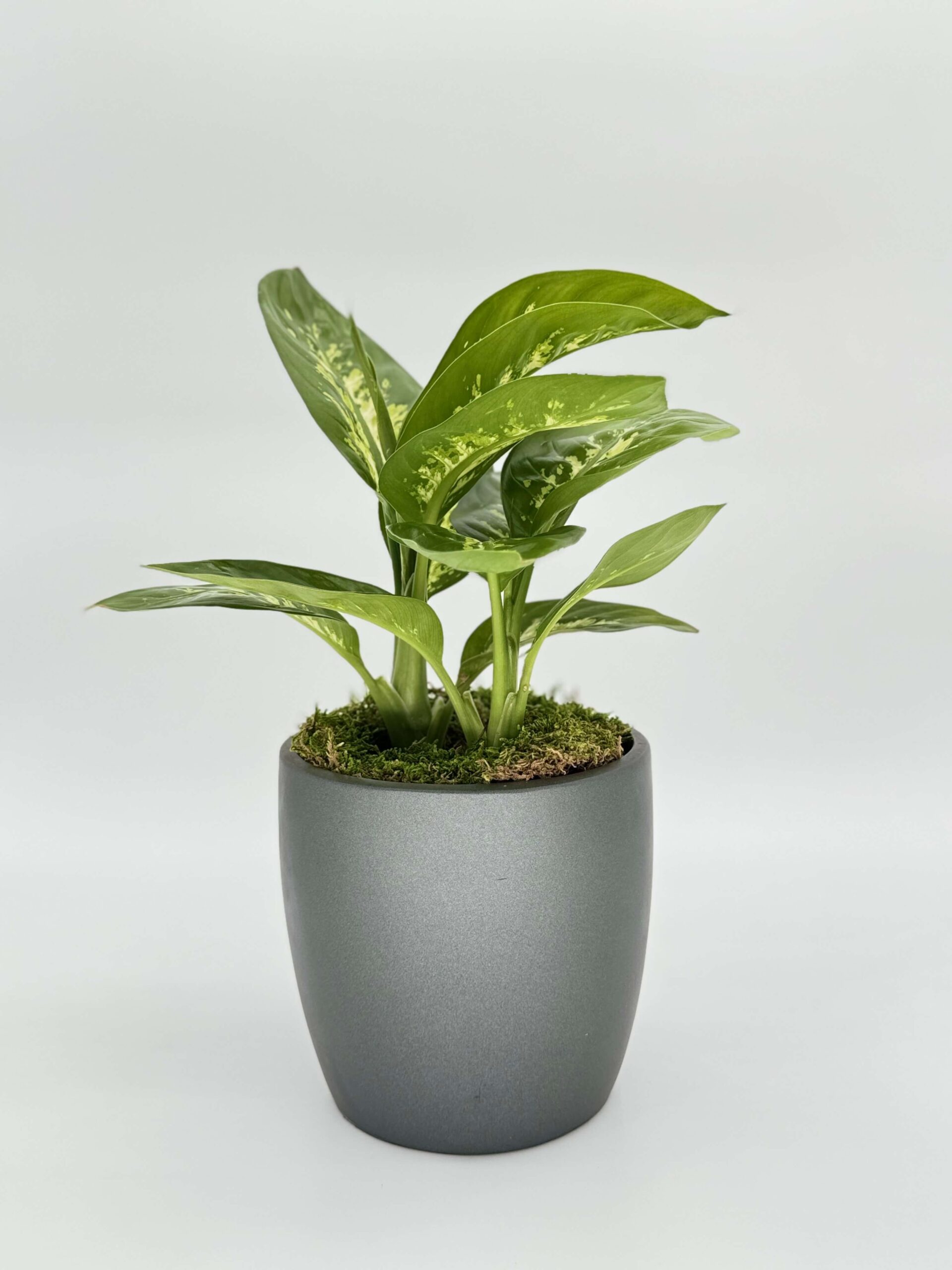 Dieffenbachia Tropic Snow