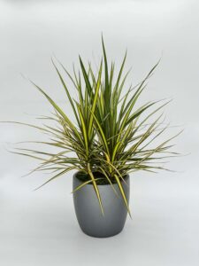 Dracaena Marginata Sunray Plant