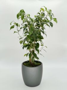 Ficus Benjamina Green Plant