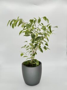 Ficus Benjamina Variegated Plant