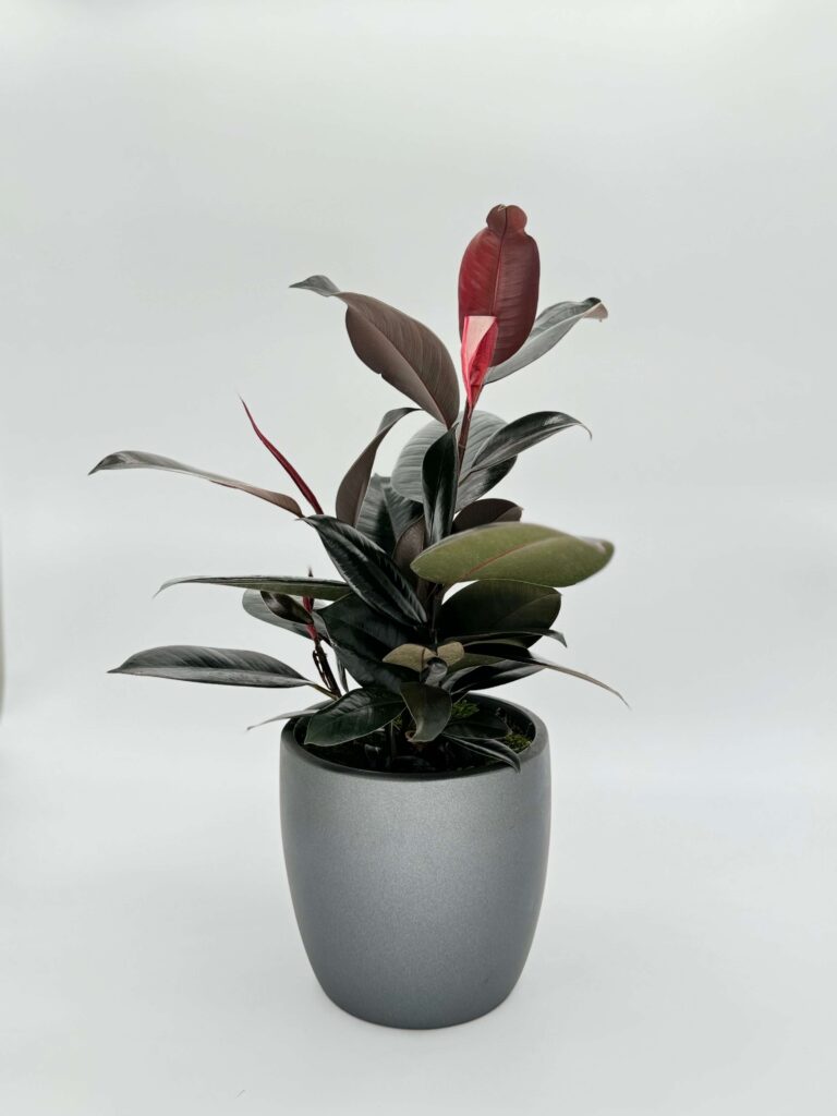 Ficus Decora Burgundy Plant