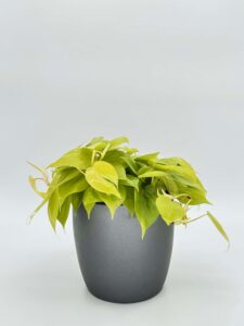 Philodendron Cordatum Neon Plant