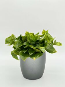 Pothos Golden Plant