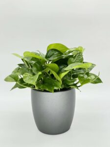 Pothos Green Queen