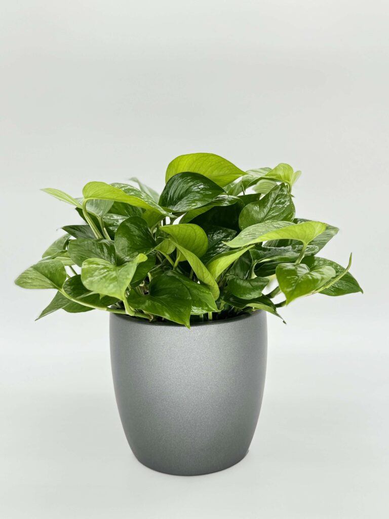 Pothos Green Queen