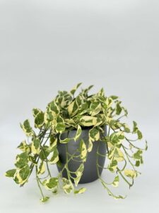 Pothos N' Joy Plant