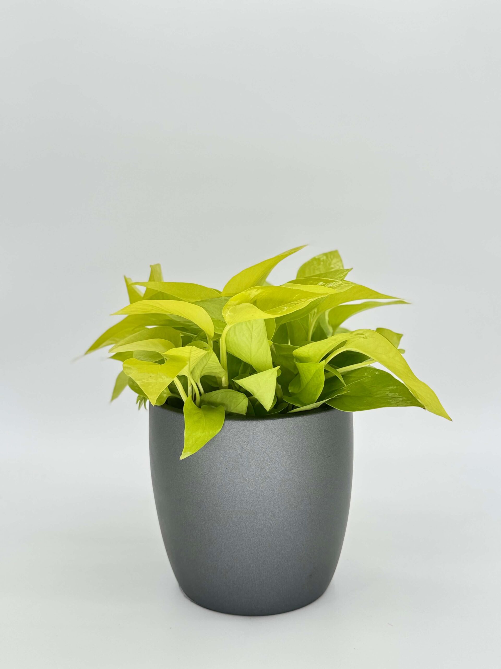 Pothos Neon Plant