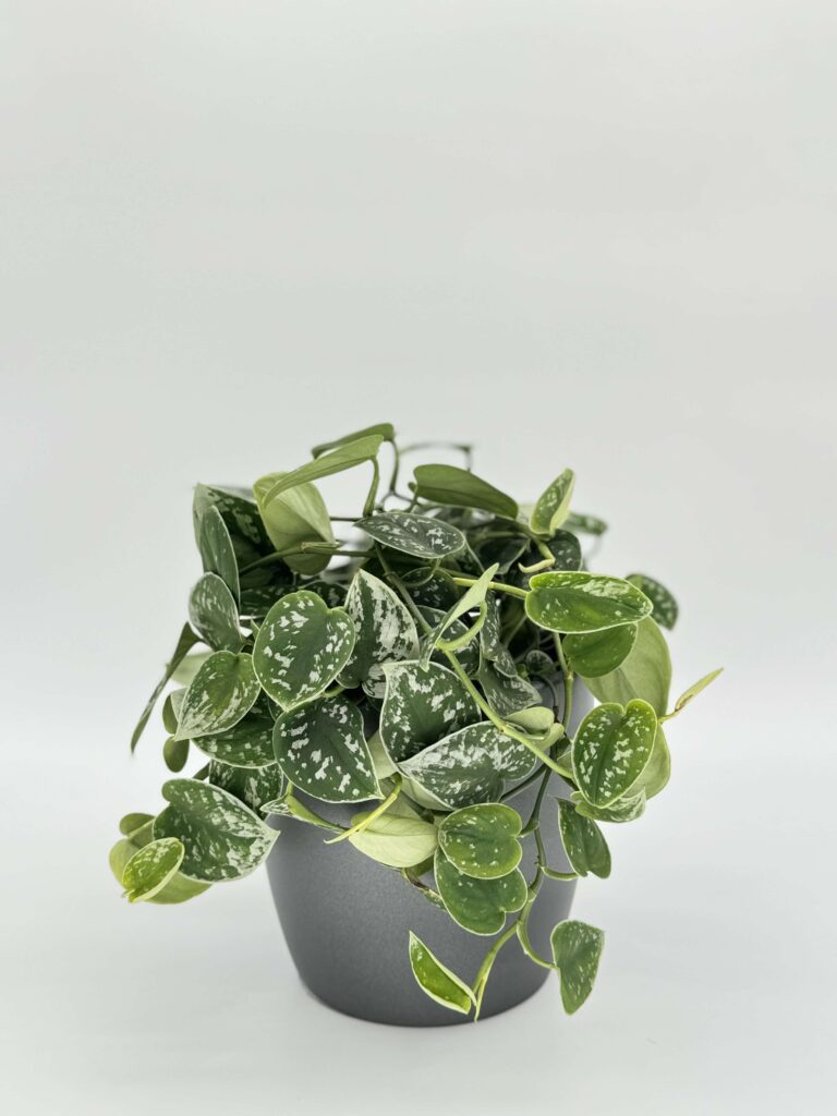 Pothos Satin Plants