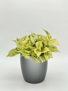 Pothos Snow Queen Plant