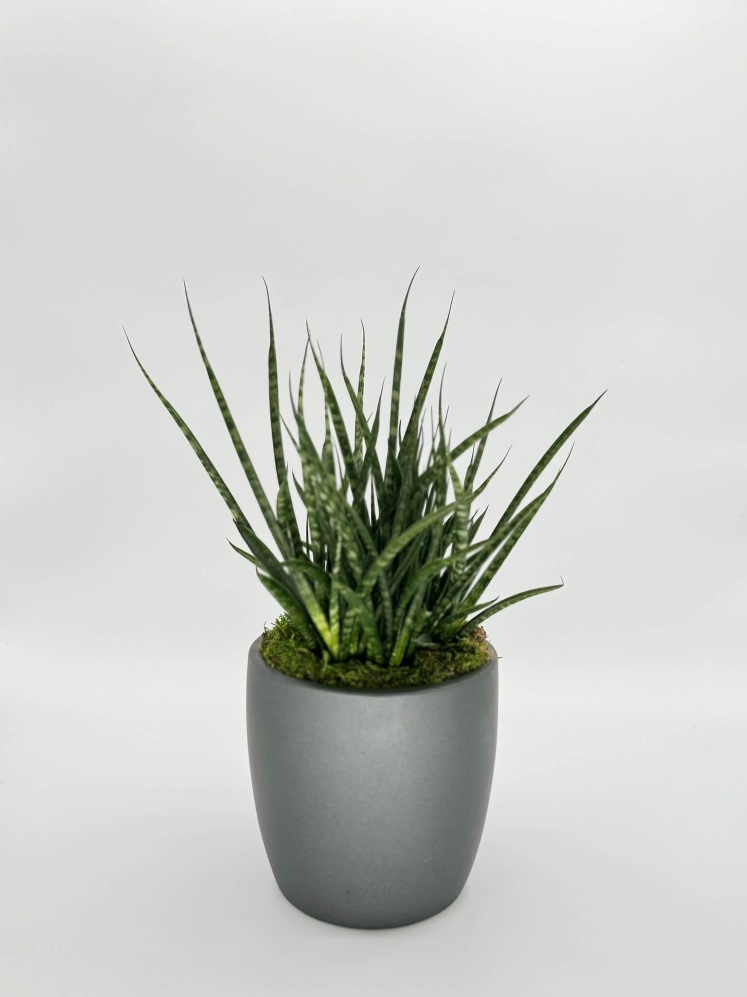 Sansevieria Fernwood Mikado Plant