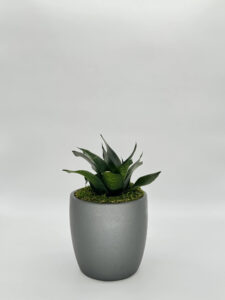 Sansevieria Hahnii Jade Star Plant