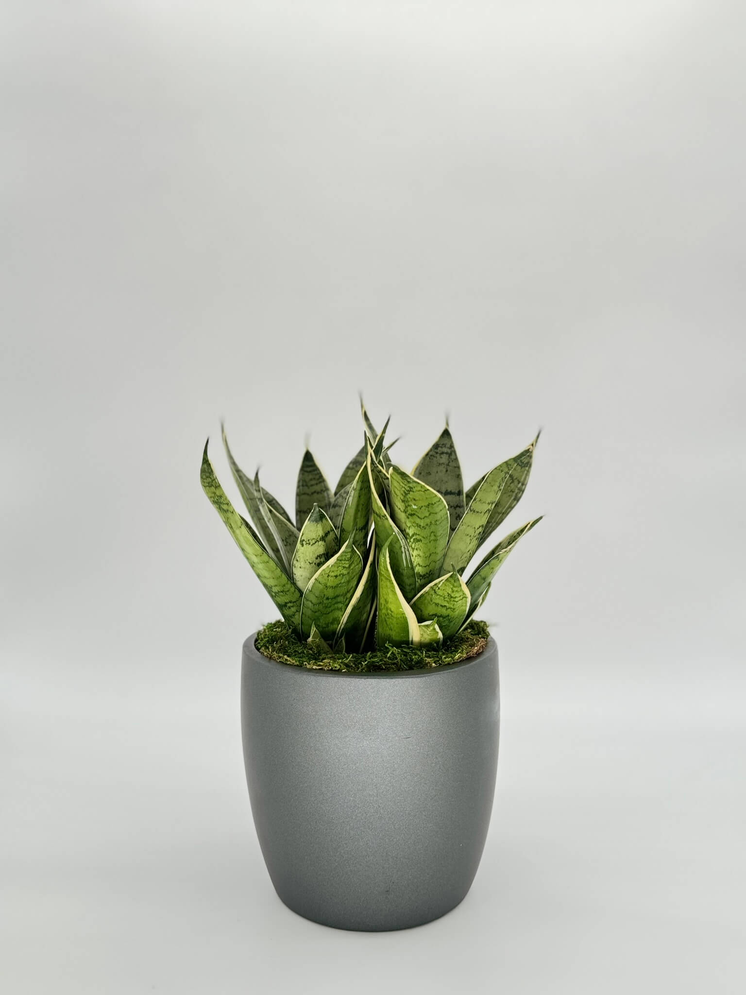 Sansevieria Hahnii SIlver Star Plant