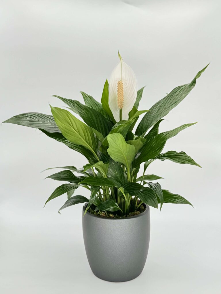 Spathiphyllum Dario Plant