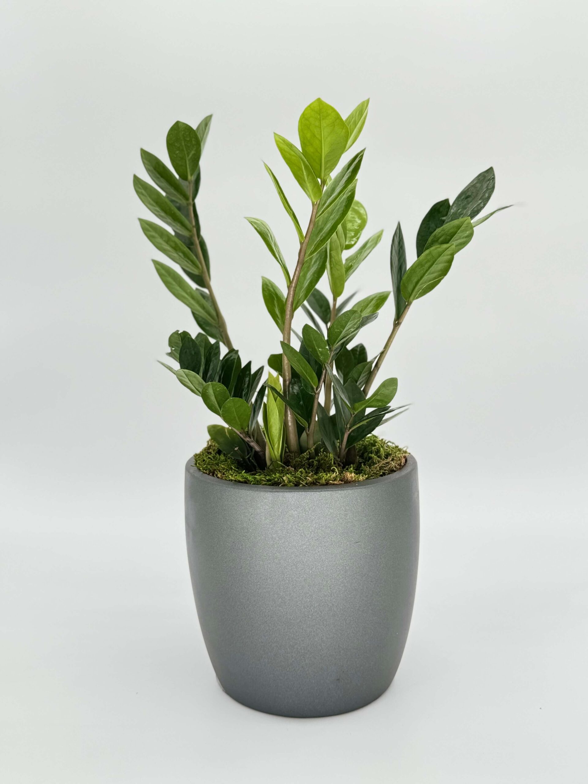 Zamioculcas Zamiifolia Plant